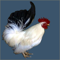 White Rooster With Black Tail.