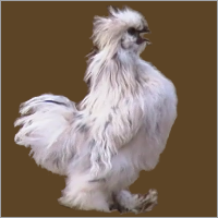 Furry White Rooster Crowing.