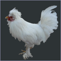 White Rooster Profile.